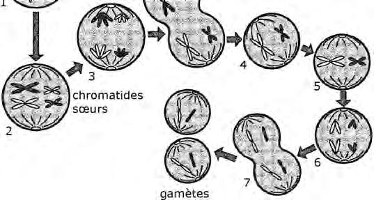 À l étape 2, les chromosomes doubles forment des paires. Où s alignent-ils? 3. À l étape 3, les paires de chromosomes se séparent.