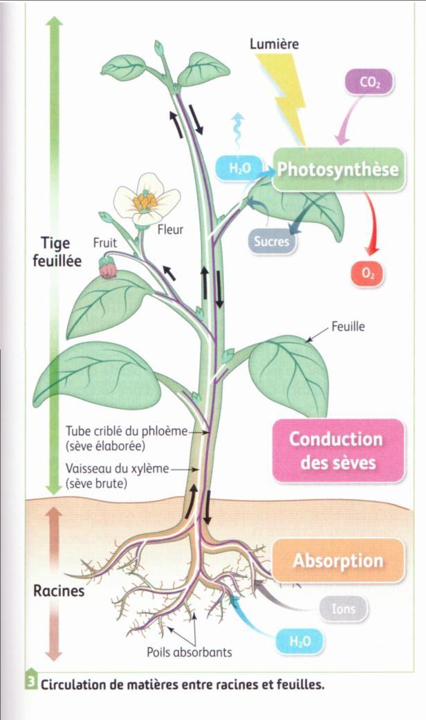 5- La structure interne des plantes favorise les échanges au sein de la plante Voir TP10 : Montrer que l'existence de structures spécialisées permettent le transport d'eau et de sels minéraux