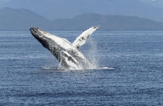 LicA5862 de la chance nous aurons l opportunité d observer les baleines qui viennent à cet endroit pour se nourrir de Mai à Octobre.