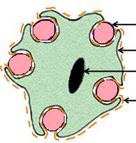 Gaine de myéline ; axone : cellule de Schwann ;
