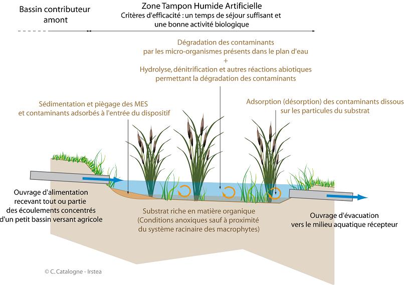 Modes d action des zones tampons Mode d action sur les pesticides en solution : pour le drainage et le ruissellement concentré (vignoble :OR2) Zones