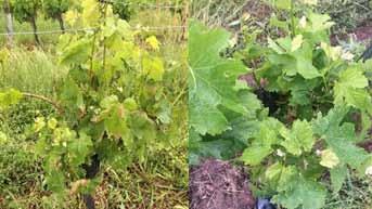 viticulture moyen de lutte la flavescence dorée dossier viticulture efficacité de la stratégie 1 sur l intensité efficacité des modalités sur l intensité comparé à la rt 70,00% S1/S2 50% 60,00%