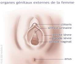 Qu est est-ce que les organes sexuels féminins? Ces parties sont également appelées organes génitaux.