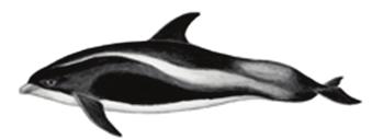 Dauphin à nez blanc (Lagenorhynchus albirostris) A Longueur maximale de 3,1 m Grande nageoire dorsale en forme de faucille Foncé avec des taches