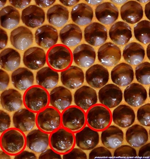 Couvain ouvert Remettre ce cadre greffé au milieu du starter en écartant brièvement les 2 parties du couvre-cadre pour éviter que les jeunes abeilles ne s envolent.