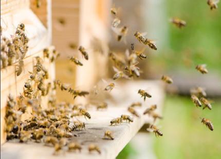 29 Des ruches installées près des salles d embarquement RUCHES Dans le cadre d une convention d AMM avec le syndicat d apiculteurs «L Abeille héraultaise», des ruches sont installées à proximité des