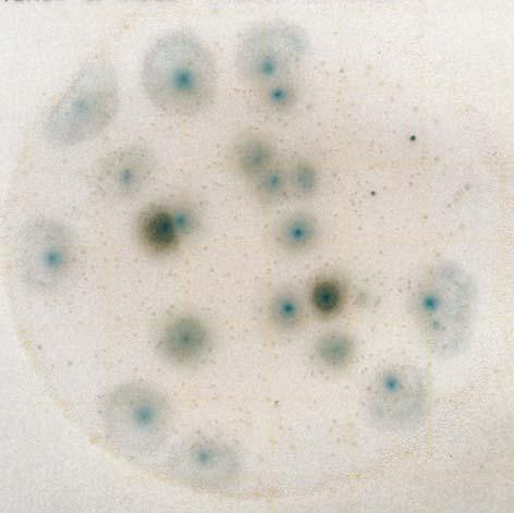 Même si elles sont moins visibles, les petites colonies bleues apparaissant sur le bord de la plaque (mises en évidence dans l encadré) se retrouvent sur toute la plaque.