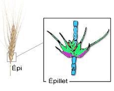 consommée dans le monde Deux espèces sont actuellement cultivées : le blé tendre (Triticum aestivum) et le blé dur (Triticum durum).