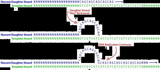Origine de la variabilité (1) Erreurs de recopiage des séquences répétées par la DNA