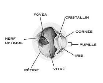 La vision La structure de l'œil d'un rapace typique : Les oiseaux de proie ont une vision hautement développée.