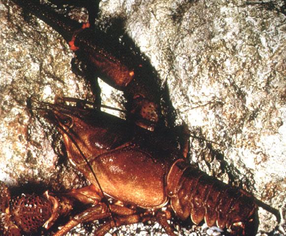Art 2.2. L écrevisse A. astacus L'Ecrevisse autochtone, Astacus astacus, appelée plus simplement écrevisse à pattes rouges, a pratiquement disparu de nos rivières.