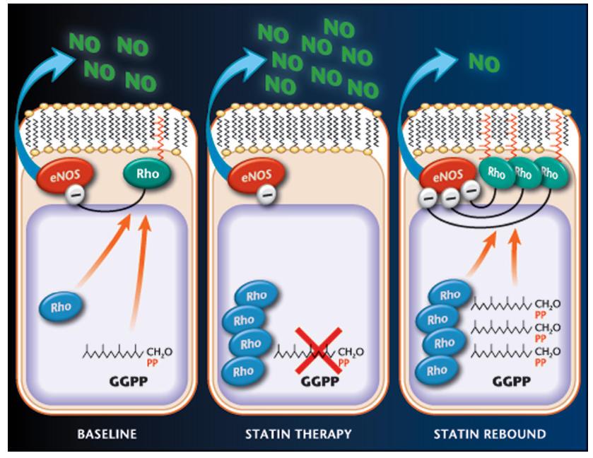 Statines Effet rebond Statine Interruption Statine Inhibition GGPP Inactivation Rho