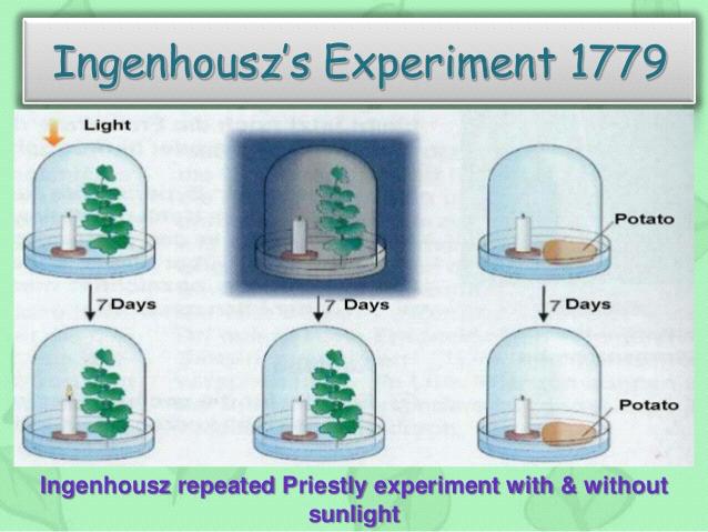 HISTOIRE DES SCIENCES Van Helmont (XVIIème) 1610 : découverte des gaz et notamment du gaz carbonique Priestley et Ingenhousz (XVIIIème) 1779 : découverte du dioxygène et du rôle de la lumière dans la