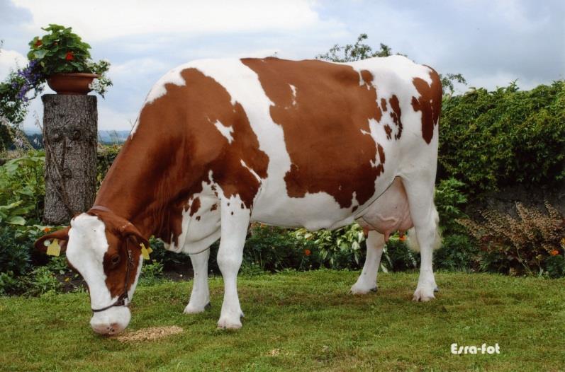 rage grossier possible de l exploitation pour la production laitière. L élevage se fait systématiquement en fonction de membres sains et d un pis à l attache large et solide.
