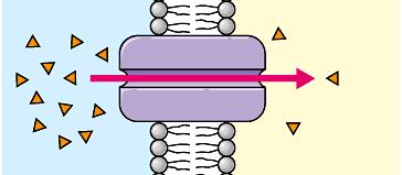 Transport actif Ia, IIb, IIIc Ic, IIb, IIIa Ib, IIa, IIIc Ib, IIc, IIIa Ia, IIc, IIIb b. c. A.6. Soit le brin d ADN orienté suivant : 5 -ACGTGTACCCGTATGC-3. Quel est son brin correspondant?