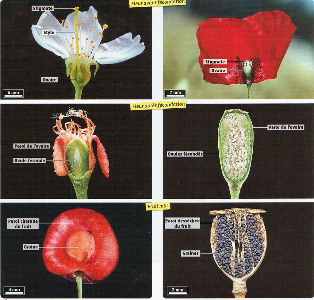 C'est pourquoi les fleurs des espèces pollinisées par le vent sont souvent petites, vertes et moins voyantes. Elles ne produisent ni nectar ni odeur.