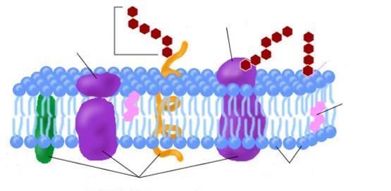 STRUCTURE MEMBRANAIRE Membrane = Bicouche lipidique + Protéines Milieu extracellulaire Glucide Glycoprotéine Protéine