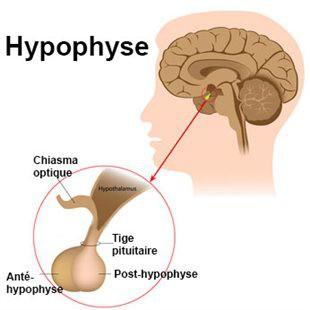 II) A) Hypothalamus et hypophyse Introduction L'hypothalamus se situe au niveau inférieur du système nerveux central, au niveau du 3 ventricule, il est connecté avec le système nerveux central.
