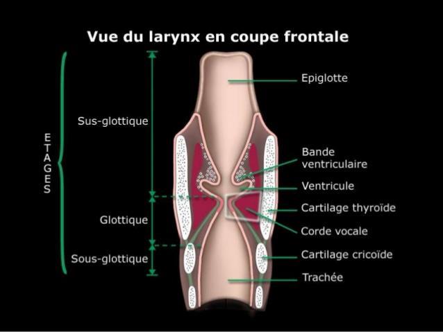 2-1-4- Configuration interne L intérieur du larynx est subdivisé en 03 étages : l étage supérieur sus-glottique ou la