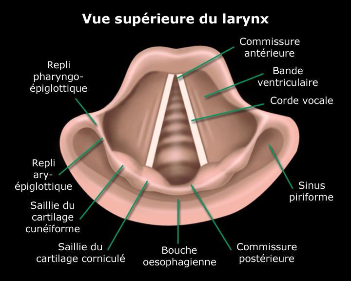 2-1-4-1- Sus-glotte C est la partie du larynx située au-dessus des cordes vocales.