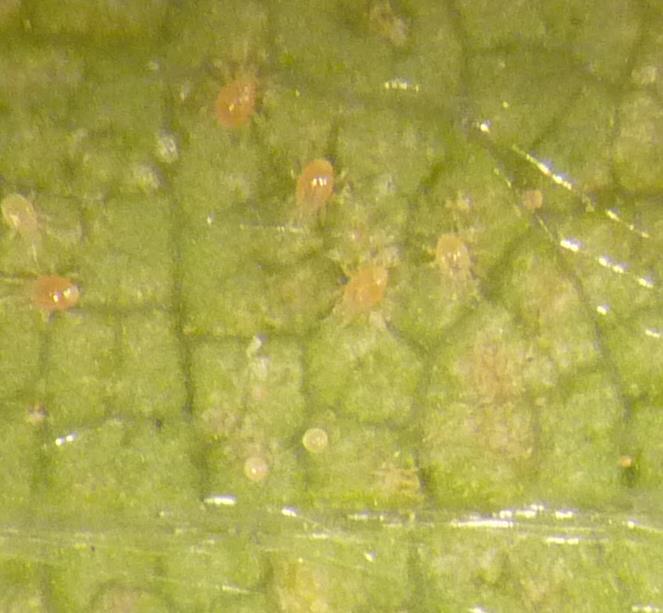 Adultes de mouche de la carotte sur plaque jaune engluée Adulte de mouche de la carotte : Psila rosae Taille : 4 à 5 mm de long Corps noir brillant, ailes transparentes, pattes jaunes, tête