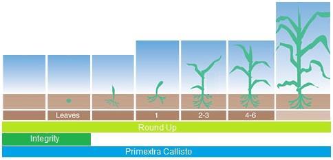 La régie phytosanitaire - Le maïs est une plante très sensible à la compétition - Le