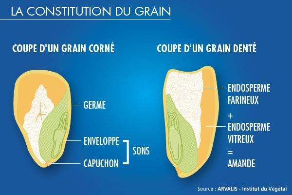 Corné vs Denté - Un grain corné est un grain formé principalement d endosperme vitreux.