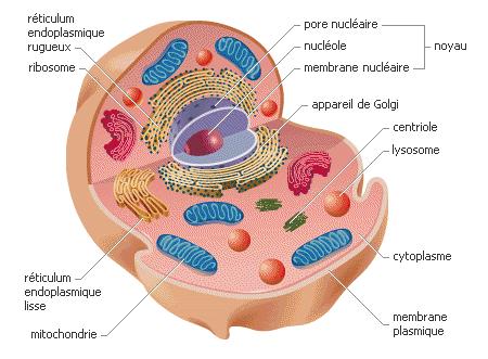 2.2 - Décrire la fonction de chacun des trois éléments principaux qui composent la cellule Le noyau La membrane plasmique Le cytoplasme 2.