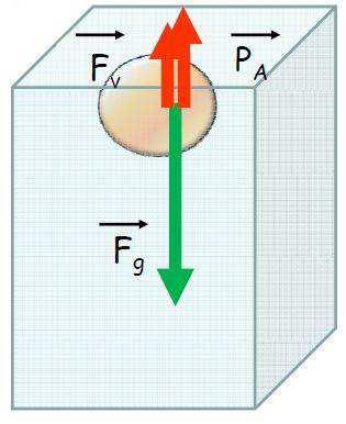 2. Transport sous l effet d un champ de pesanteur a) Action d un champ gravitationnel Des particules en solution peuvent sédimenter dans le champ de gravité terrestre.