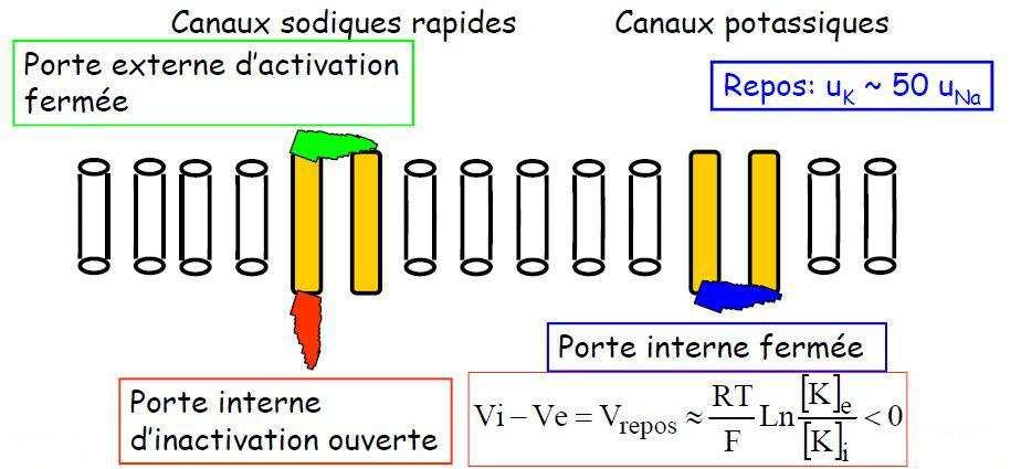 3. Interprétation Protéines-canaux voltage dépendant : transport sélectif des ions (Na + et K + ) à travers la membrane par modification de la