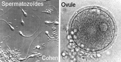 Il s'agit de 2 cellules différenciées et spécialisées dans la reproduction : l'ovule est une cellule immobile et volumineuse contenant des réserves et le spermatozoïde est