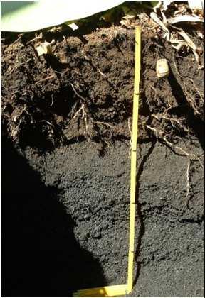 exemple 1 Comportement du potassium dans des sols cultivés K dynamics -