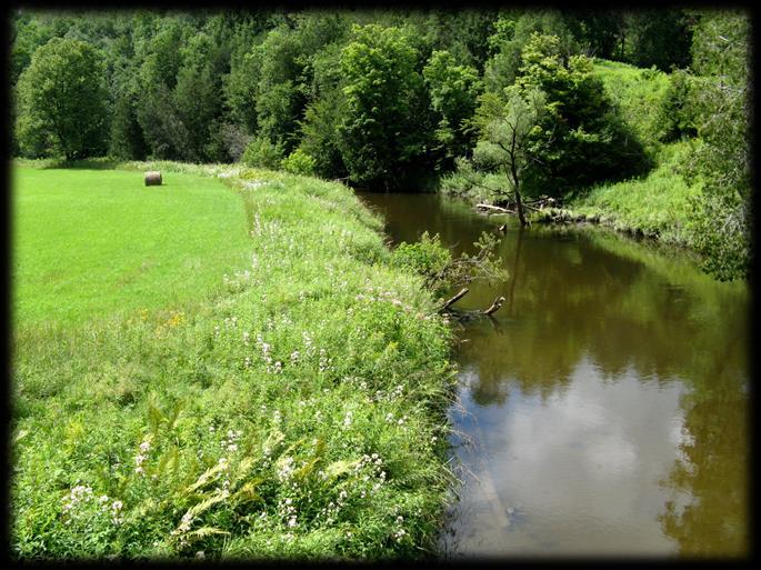 Rivière Tomifobia et milieu riverain Afin de favoriser la qualité du milieu, il faut : S assurer de conserver une bande riveraine sur les berges.