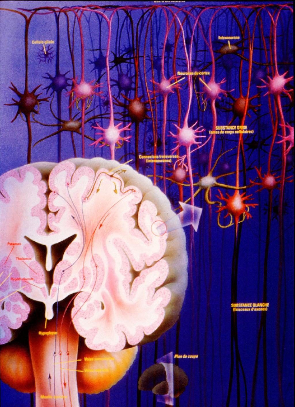 IRM fonctionnelle : voir l activité du cerveau Le cerveau : des