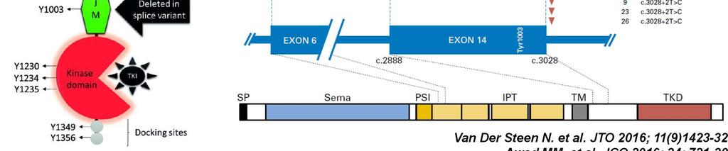 Mutations exon 14 C-Met Van Der Steen N. et al.