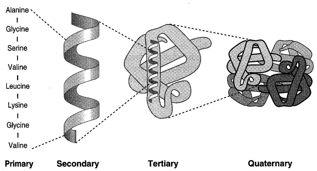 Les Protéines PLAN 1) Structure primaire 2) Structure secondaire - Hélice alpha - Feuillet beta -