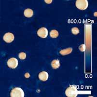 fr Le mode PeakForce QNM en microscopie à force atomique (AFM) a été utilisé pour étudier les propriétés nanomécaniques des mélanges Poly(Butylène-Adipate-co-Téréphtalate)/Poly(Acide Lactique)