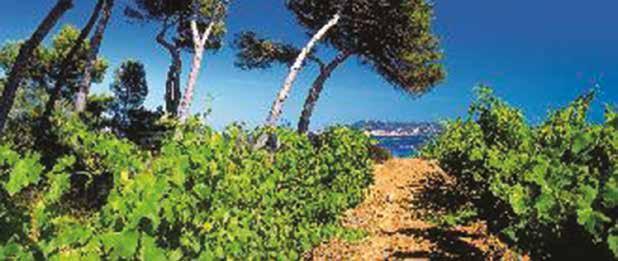 Picpoul (piquepoul) L appellation Picpoul de Pinet couvre un vignoble unique à quelques pas de la Méditerranée, en bordure de l étang de Thau.