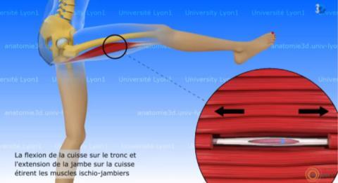 musculaire (tonus musculaire indispensable au maintien de la posture : la station debout n est possible que si les muscles