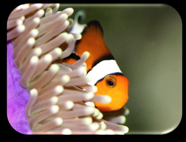Le poisson clown Insensible au venin des anémones de mer, le poisson-clown trouve refuge dans leurs tentacules lorsqu'il est menacé.