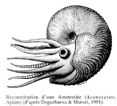 Embranchement des mollusques Céphalopodes Extension stratigraphique : Cambrien -