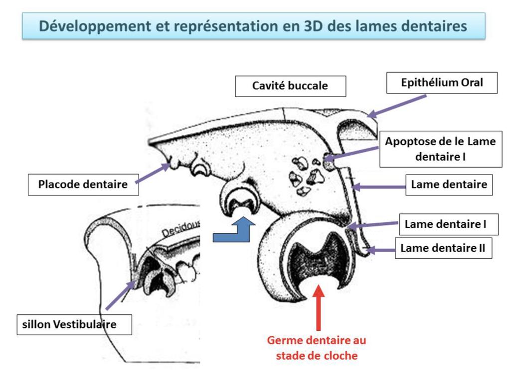 III/ RECAPITULATIF DES STADES Sur coupe frontale on peut reconnaitre : L épithélium oral qui tapisse la cavité buccale à partir duquel est appendu l épithélium odontogène qui s est