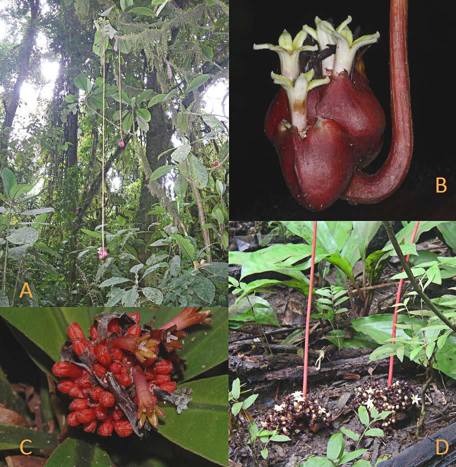 Le genre Psychotria (Rubiaceae) en Afrique occidentale et centrale Olivier LACHENAUD 75 Fig. 5. La flagelliflorie dans le genre Psychotria. A & B, P. camptopus, noter le très long pédoncule pendant.
