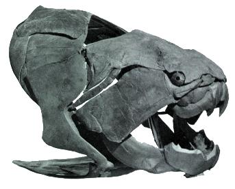 Figure 3 - La tête couverte d épaisses plaques osseuses de Dunkleosteus (longueur de la tête ~1 m). Notez les plaques pointues formant les «dents» et celles, plus petites, protégeant les orbites.