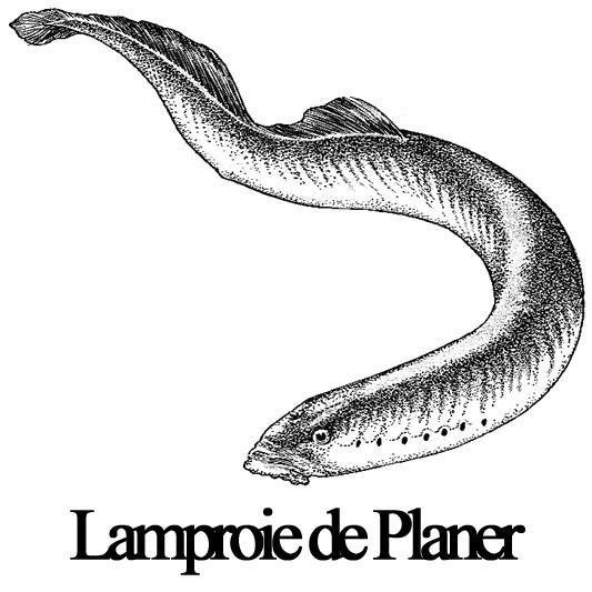 pour l espèce (5 principaux sites français) - la lamproie