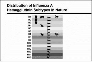 Distribution des sous-types de l hémagglutinine et de la neuraminidase (Influenza A) dans la nature Variabilité