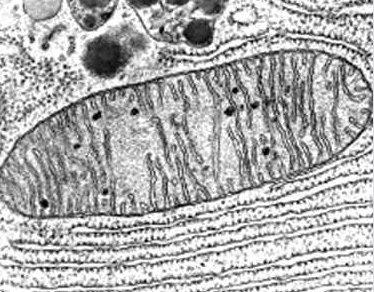 Membrane mitochondriale Structure Matrice (ADN)