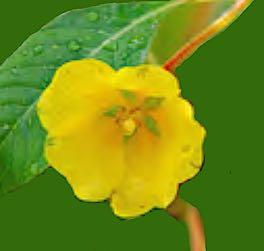 Les jussies (Ludwigia grandiflora et Ludwigia peploides), originaires d Amérique du sud Observées en périphérie de la Camargue depuis les années 50.
