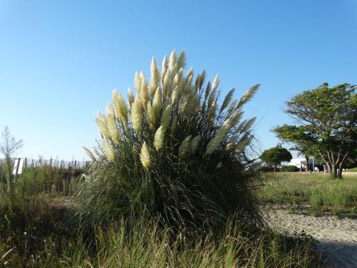 L herbe de la pampa (Cortaderia selloana), originaire d Amérique du Sud. Très ornementale, cette grande graminée a été massivement plantée sur les espaces verts publics depuis plusieurs années.