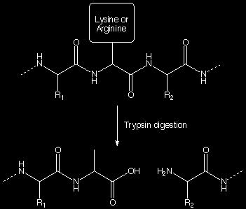 Coupe du coté C-terminal d une lysine ou d une arginine Synthétisée par le